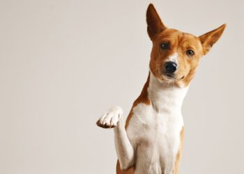 llblogpet advice for dogs by lovelolablog