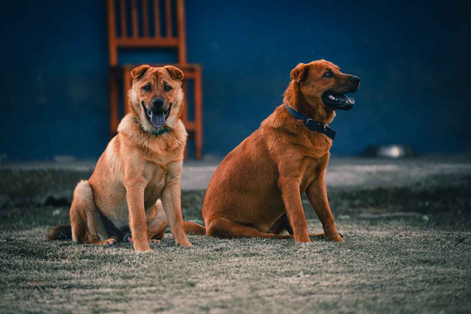 llblogpet advice for dogs by lovelolablog what’s the simple weekly routine